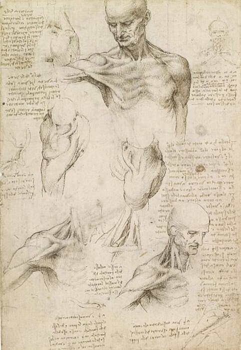 「肩と首の表面の解剖学（直腸）」 レオナルド・ダ・ヴィンチ